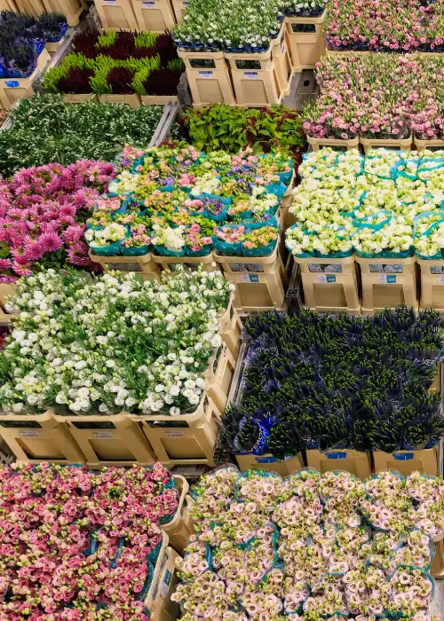 Blooming groothandel hero 5 m